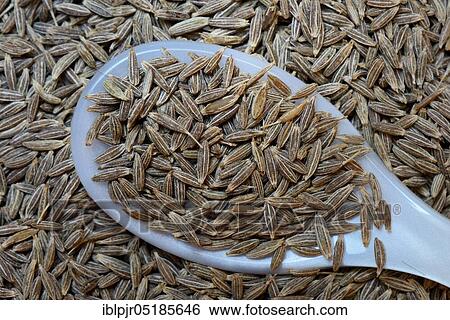Cumin in spoon, Aluminium-Cyminum View Large Photo Image Stock Photograph - Cumin in spoon, Aluminium-Cyminum. Fotosearch