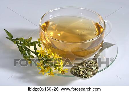 Cup goldenrod tea (Solidago virgaurea) View Large Photo Image Stock Photograph - Cup goldenrod tea (Solidago virgaurea). Fotosearch
