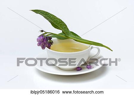 Stock Photograph - Cup of comfrey tea, common comfrey, comfrey tea. Fotosearch