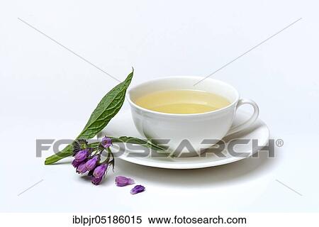 Cup of comfrey tea, common comfrey, comfrey tea View Large Photo Image Stock Photography - Cup of comfrey tea, common comfrey, comfrey tea. Fotosearch