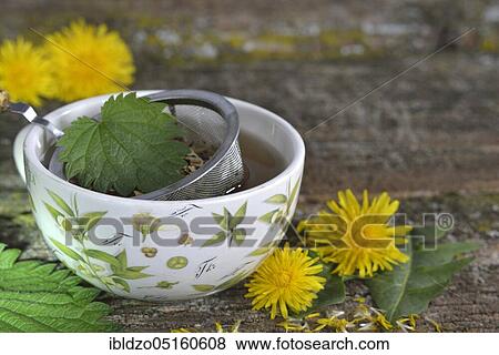 Cup of dandelion tea (Taraxacum officinale), dandelion tea View Large Photo Image Stock Photo - Cup of dandelion tea (Taraxacum officinale), dandelion tea. Fotosearch