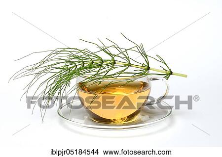 Picture - Cup of horsetail tea, Field horsetail ( Equisetum arvense), Horsetail tea. Fotosearch