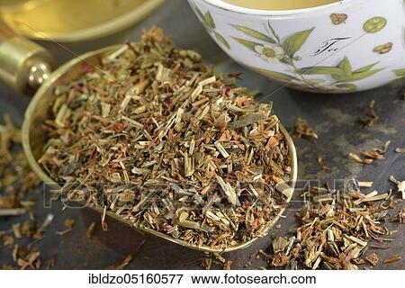 Cup of tea, Centaurium pulchellumtea View Large Photo Image Stock Photo - Cup of tea, Centaurium pulchellumtea. Fotosearch