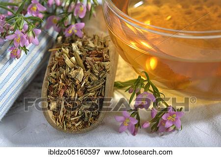 Stock Photo - Cup of tea, Centaurium pulchellumtea. Fotosearch