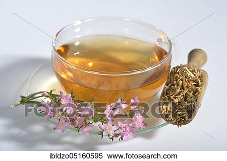 Cup of tea, Centaurium pulchellumtea View Large Photo Image Stock Photography - Cup of tea, Centaurium pulchellumtea. Fotosearch