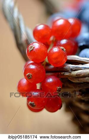 Currants and blueberries in basket, cultivated blueberry View Large Photo Image Picture - Currants and blueberries in basket, cultivated blueberry. Fotosearch