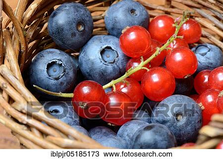 Currants and blueberries in basket, cultivated blueberry View Large Photo Image Stock Image - Currants and blueberries in basket, cultivated blueberry. Fotosearch