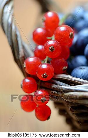 Currants and blueberries in basket, cultivated blueberry View Large Photo Image Stock Photography - Currants and blueberries in basket, cultivated blueberry. Fotosearch