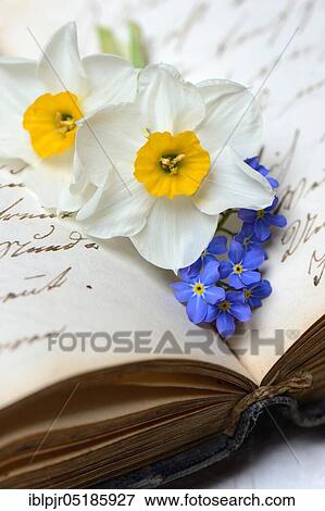 Stock Photo - Daffodils and forget-me-nots on writing. Fotosearch