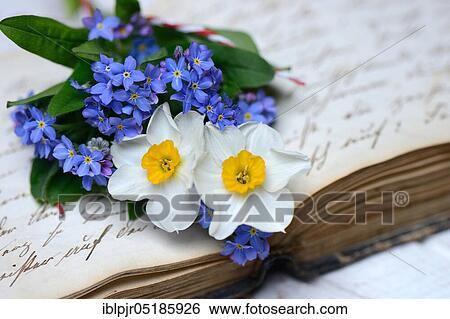 Daffodils and forget-me-nots on writing View Large Photo Image Stock Photograph - Daffodils and forget-me-nots on writing. Fotosearch