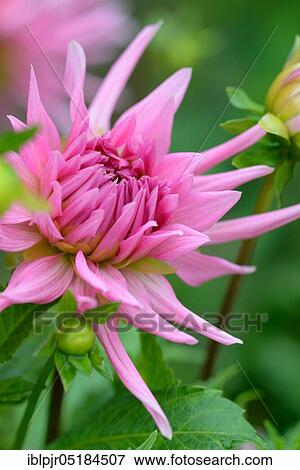 Stock Photo - Dahlia (Dahlia spec. ) Sort of (Rosa) cactus from Albeuve. Fotosearch