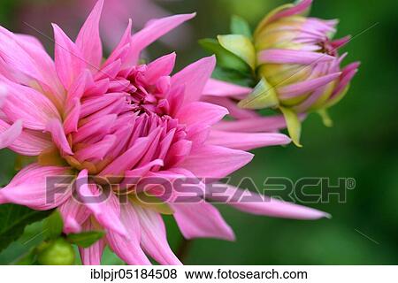 Dahlia (Dahlia spec. ) Sort of (Rosa) cactus from Albeuve View Large Photo Image Stock Photo - Dahlia (Dahlia spec. ) Sort of (Rosa) cactus from Albeuve. Fotosearch