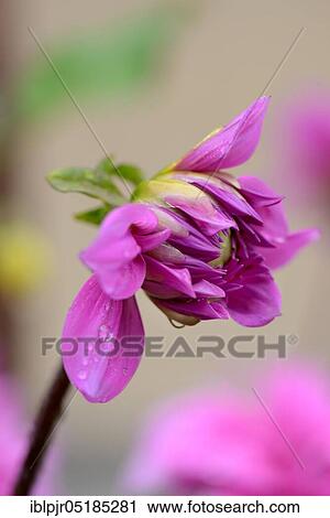 Stock Image - Dahlia, Variety Pink-Violet Decorative. Fotosearch