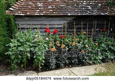 Dahlias (Dahlia), support aid View Large Photo Image Picture - Dahlias (Dahlia), support aid. Fotosearch