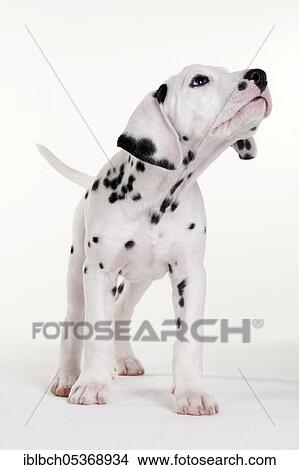 Dalmatian, male, puppy, 9 weeks View Large Photo Image Picture - Dalmatian, male, puppy, 9 weeks. Fotosearch