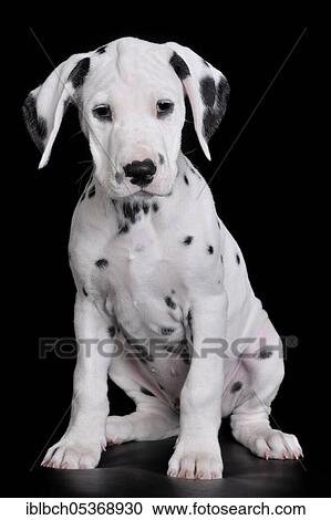 Dalmatian, male, puppy, 9 weeks View Large Photo Image Stock Image - Dalmatian, male, puppy, 9 weeks. Fotosearch