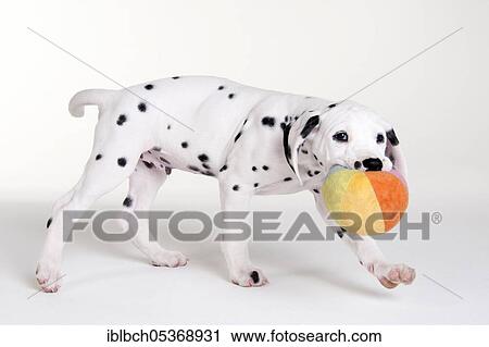 Dalmatian, male, puppy, 9 weeks View Large Photo Image Stock Image - Dalmatian, male, puppy, 9 weeks. Fotosearch