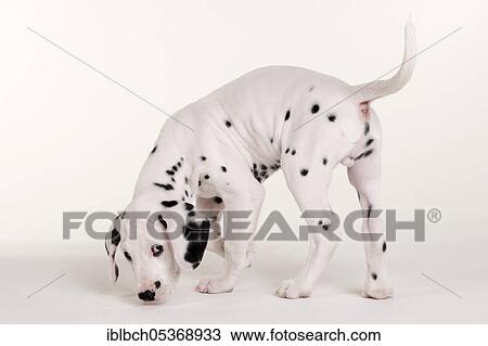 Dalmatian, male, puppy, 9 weeks View Large Photo Image Stock Image - Dalmatian, male, puppy, 9 weeks. Fotosearch