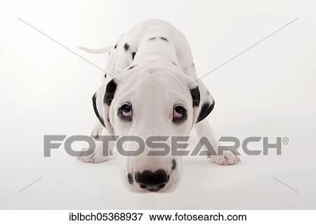 Dalmatian, male, puppy, 9 weeks View Large Photo Image Stock Photo - Dalmatian, male, puppy, 9 weeks. Fotosearch