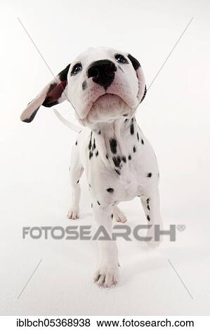 Dalmatian, male, puppy, 9 weeks View Large Photo Image Stock Photo - Dalmatian, male, puppy, 9 weeks. Fotosearch