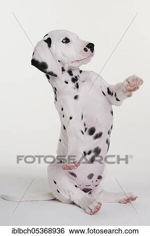 Dalmatian, male, puppy, 9 weeks View Large Photo Image Stock Photograph - Dalmatian, male, puppy, 9 weeks. Fotosearch