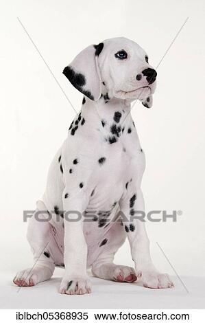 Dalmatian, male, puppy, 9 weeks View Large Photo Image Stock Photography - Dalmatian, male, puppy, 9 weeks. Fotosearch