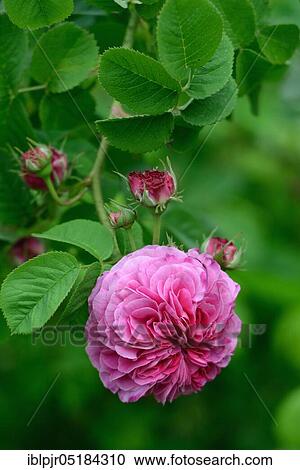 Damask rose (Rosa damascena) variety Duc de Cambridge, Laffay FR ca. 1840, old variety, Old Rose, Damascene View Large Photo Image Stock Image - Damask rose (Rosa damascena) variety Duc de Cambridge, Laffay FR ca. 1840, old variety, Old Rose, Damascene. Fotosearch