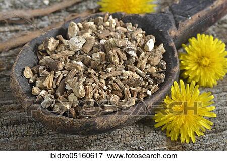 Dandelion root (Taraxacum officinale), Dandelion root View Large Photo Image Stock Photo - Dandelion root (Taraxacum officinale), Dandelion root. Fotosearch