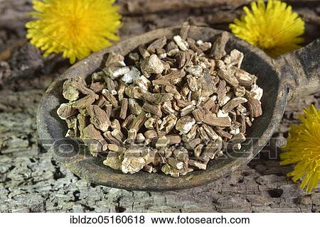Dandelion root (Taraxacum officinale), Dandelion root View Large Photo Image Stock Photo - Dandelion root (Taraxacum officinale), Dandelion root. Fotosearch