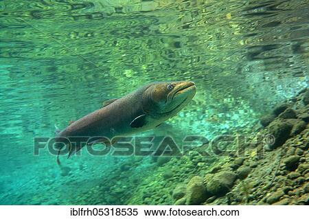 Danube salmon (Hucho hucho), Salzkammergut, Austria, Europe View Large Photo Image Stock Photography - Danube salmon (Hucho hucho), Salzkammergut, Austria, Europe. Fotosearch
