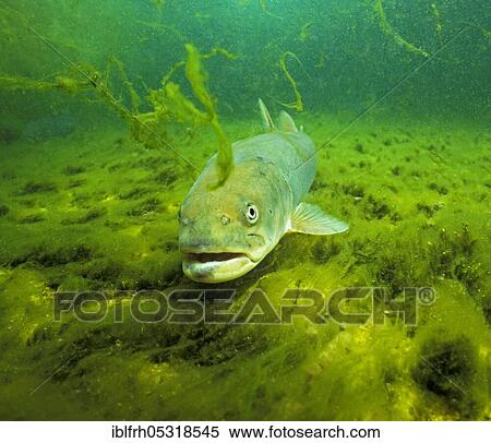 Danube salmon (Hucho hucho), Salzkammergut, Austria, Europe View Large Photo Image Stock Photography - Danube salmon (Hucho hucho), Salzkammergut, Austria, Europe. Fotosearch