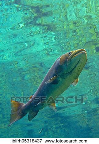 Danube salmon (Hucho hucho), Traun, Austria, Europe View Large Photo Image Stock Photo - Danube salmon (Hucho hucho), Traun, Austria, Europe. Fotosearch