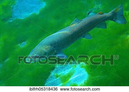 Danube salmon (Hucho hucho), Traun, Austria, Europe View Large Photo Image Stock Photograph - Danube salmon (Hucho hucho), Traun, Austria, Europe. Fotosearch