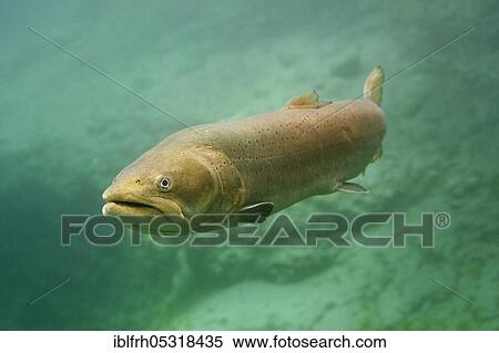 Danube salmon (Hucho hucho), Traun, Austria, Europe View Large Photo Image Stock Photography - Danube salmon (Hucho hucho), Traun, Austria, Europe. Fotosearch