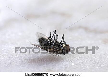 Dead house fly (Musca domestica) lying on its back, Bavaria, Germany, Europe View Large Photo Image Stock Image - Dead house fly (Musca domestica) lying on its back, Bavaria, Germany, Europe. Fotosearch