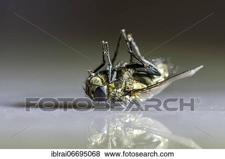 Stock Photo - Dead house fly (Musca domestica) lying on its back, Bavaria, Germany, Europe. Fotosearch