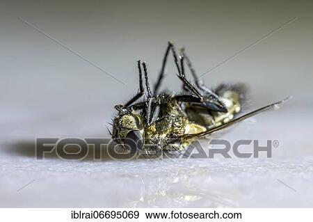 Dead house fly (Musca domestica) lying on its back, Bavaria, Germany, Europe View Large Photo Image Stock Photo - Dead house fly (Musca domestica) lying on its back, Bavaria, Germany, Europe. Fotosearch