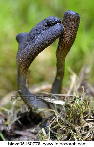 Stock Photograph - Dead man's fingers (Xylaria polymorpha). Fotosearch