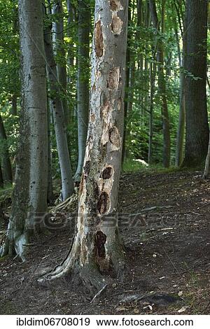 Dead tree trunk, open holes are from the black woodpecker looking for grubs, Brandenburg, Germany, Europe View Large Photo Image Stock Photo - Dead tree trunk, open holes are from the black woodpecker looking for grubs, Brandenburg, Germany, Europe. Fotosearch