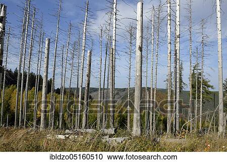 Dead trees (Picea abies), spruce, chunks, resin, Germany, Europe View Large Photo Image Stock Image - Dead trees (Picea abies), spruce, chunks, resin, Germany, Europe. Fotosearch