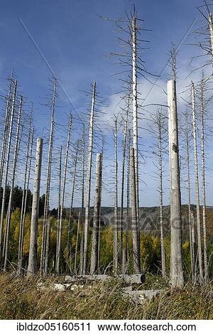 Dead trees (Picea abies), spruce, chunks, resin, Germany, Europe View Large Photo Image Stock Image - Dead trees (Picea abies), spruce, chunks, resin, Germany, Europe. Fotosearch