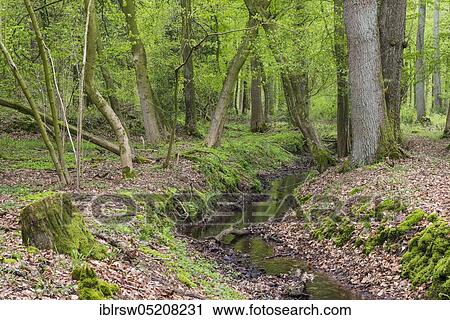 Deciduous forest, Herrenholz, Lower Saxony, Germany, Europe View Large Photo Image Stock Image - Deciduous forest, Herrenholz, Lower Saxony, Germany, Europe. Fotosearch