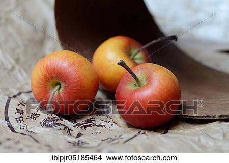 Decorative apples ( Malus) View Large Photo Image Picture - Decorative apples ( Malus). Fotosearch