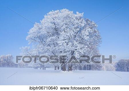 Deeply snow-covered beeches at blue hourNewburg Jura, Switzerland, Europe View Large Photo Image Stock Image - Deeply snow-covered beeches at blue hourNewburg Jura, Switzerland, Europe. Fotosearch