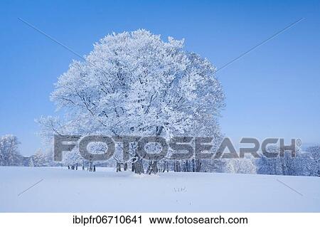 Stock Image - Deeply snow-covered beeches at blue hourNewburg Jura, Switzerland, Europe. Fotosearch