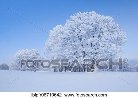 Deeply snow-covered beeches at blue hourNewburg Jura, Switzerland, Europe View Large Photo Image Stock Image - Deeply snow-covered beeches at blue hourNewburg Jura, Switzerland, Europe. Fotosearch