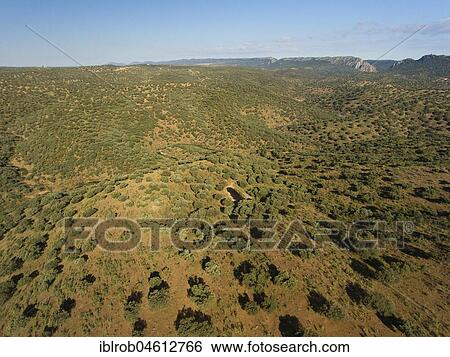 Stock Photograph - Dehesa, holm oaks, Monfragüe National Park, Extremadura, Spain, Europe. Fotosearch