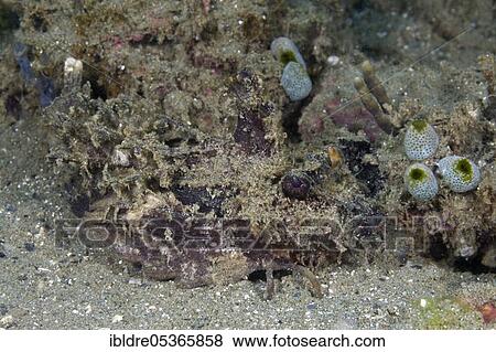 Stock Photo - Demon Stinger (Inimicus didactylus), Ambon, Moluccas, Indonesia, Asia. Fotosearch