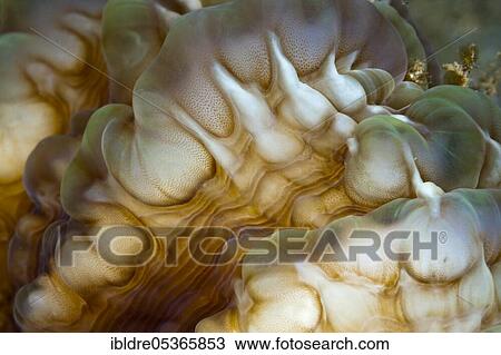Detail of a bubble coral (Plerogyra sinuosa), Ambon, Moluccas, Indonesia, Asia View Large Photo Image Stock Image - Detail of a bubble coral (Plerogyra sinuosa), Ambon, Moluccas, Indonesia, Asia. Fotosearch