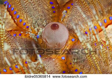 Detail of a fire starfish (Asthenosoma varium), Ambon, Moluccas, Indonesia, Asia View Large Photo Image Picture - Detail of a fire starfish (Asthenosoma varium), Ambon, Moluccas, Indonesia, Asia. Fotosearch